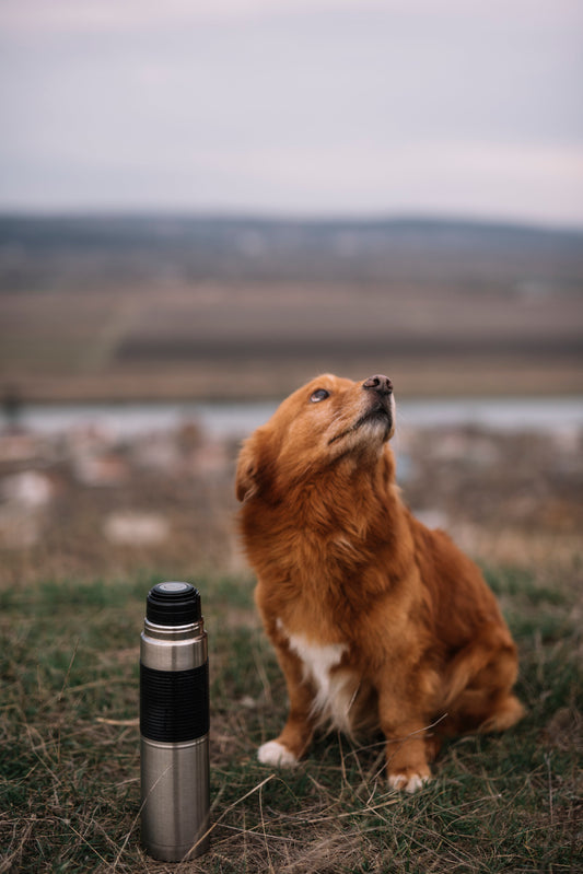 Why Every Pet Owner Needs a Travel Pet Water Bottle