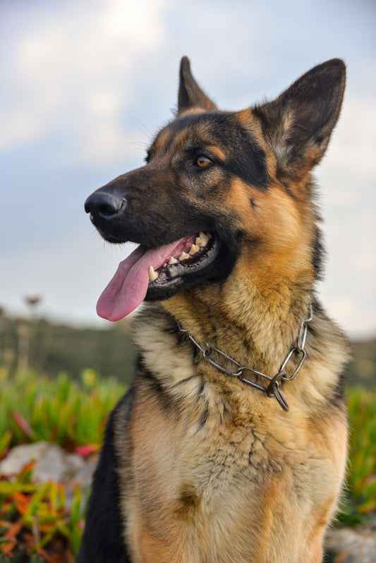 Why German Shepherds Need Extra Strong Travel Kennels