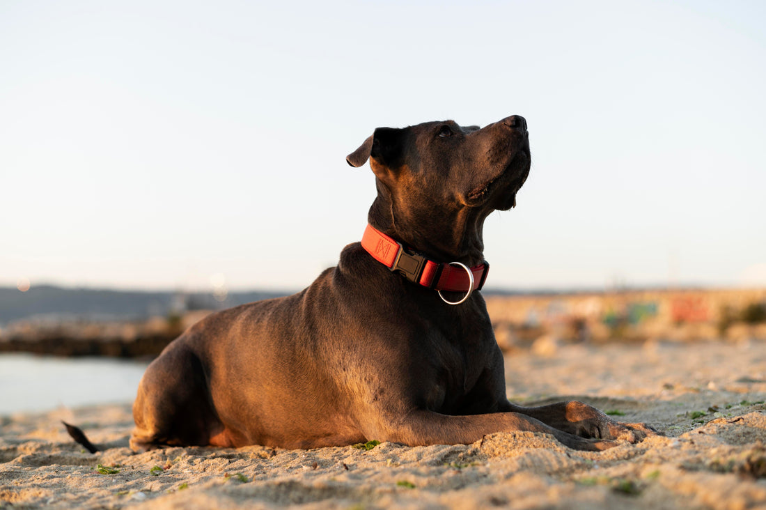 Top 10 Benefits of Using a Rechargeable Bark Collar for Your Dog
